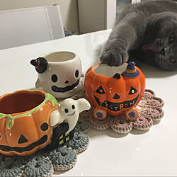 プリンのカップ/パケ買い/ハロウィン/ブリティッシュショートヘア/ラム♡...などのインテリア実例 - 2020-09-05 07:22:06