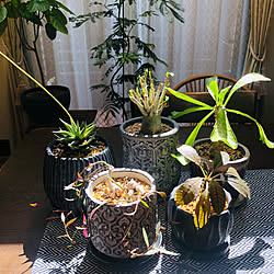 塊根植物/グリーンのある暮らし/いいね&フォローありがとうございます♡/観葉植物/ダイニングルーム...などのインテリア実例 - 2021-09-28 16:30:38