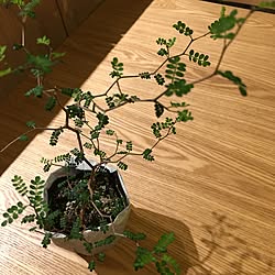 リビング/日替わり投稿企画!木曜日/植物/植物のある暮らし/花のある暮らしのインテリア実例 - 2017-06-23 22:41:57