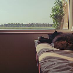 ベッド周り/猫と暮らすのインテリア実例 - 2017-04-07 09:07:47