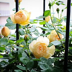 玄関/入り口/植物のある部屋/花のある暮らし/植物のある生活/花のある生活...などのインテリア実例 - 2017-05-11 17:21:06