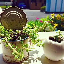 多肉植物/観葉植物/アンティーク/カフェ風/雑貨...などのインテリア実例 - 2016-04-28 18:06:43