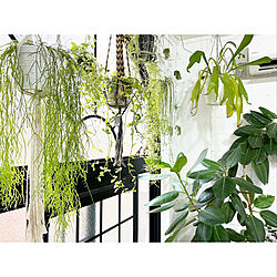 観葉植物/植物/インテリア/DIY/中古住宅...などのインテリア実例 - 2021-12-03 19:56:46