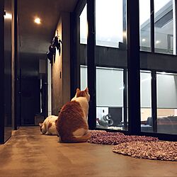 廊下/ねこのいる風景/猫のいる生活/ねこと暮らす/部屋全体のインテリア実例 - 2016-11-16 22:51:43