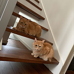 猫トイレ置き場/階段蹴込み/階段/猫/猫と暮らす...などのインテリア実例 - 2021-03-07 08:01:07