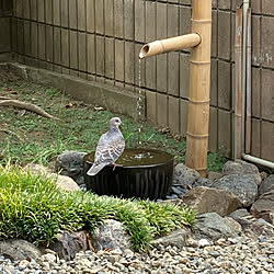 野鳥の来る庭/つくばい/手水鉢/庭/玄関/入り口のインテリア実例 - 2022-08-12 11:28:15