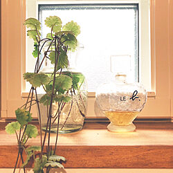 日陰でも育つ植物/小窓/小窓ディスプレイ/蔓植物/つる植物...などのインテリア実例 - 2021-07-13 14:34:32