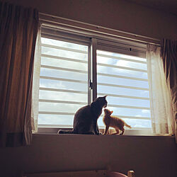 窓と猫の物語2021withYKKAP/3匹の猫と暮らす/ねこのいる生活/ねこのいる日常/ねこと暮らす...などのインテリア実例 - 2021-11-12 21:45:26