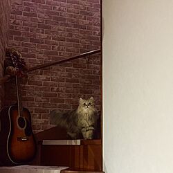 壁/天井/ギター/階段/ねこ/ペルシャ猫...などのインテリア実例 - 2016-04-04 07:14:04