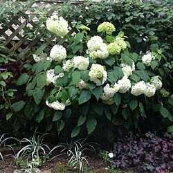 Garden*/連投失礼します(>_<)/おはようございます。/紫陽花/サンルーム...などのインテリア実例 - 2016-06-13 08:47:43