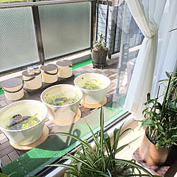 壁/天井/マンション暮らし/花のある暮らし/観葉植物/デンドロビューム...などのインテリア実例 - 2022-03-27 06:20:23