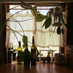 ベッド周り/窓辺の風景/IKEA/観葉植物/3COINSのインテリア実例 - 2015-10-15 09:49:55