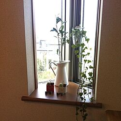 リビング/観葉植物/100均/IKEA/一人暮らしのインテリア実例 - 2014-02-11 12:20:51