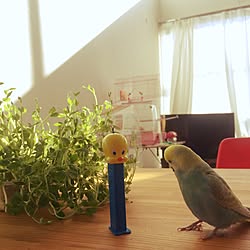 インコと暮らす家のインテリア実例 - 2016-01-04 19:50:50