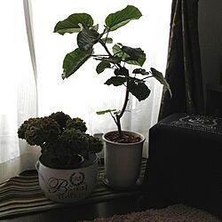 リビング/観葉植物のある部屋/紫陽花/ウンベラータのインテリア実例 - 2013-07-13 12:02:32