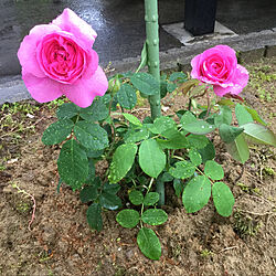 四季咲き/雨25℃/蒸し暑い/つる薔薇/ガートルード・ジェキル...などのインテリア実例 - 2021-05-16 18:07:00