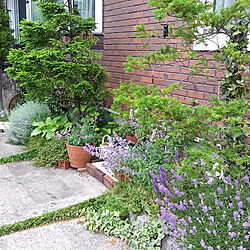 ベッド周り/８月５日☀/庭/小さい庭/ガーデン...などのインテリア実例 - 2020-08-05 22:23:15