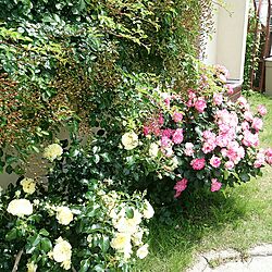 棚/たまには真面目なコメント/経過観察中！/薔薇の花園/植物...などのインテリア実例 - 2017-06-24 10:38:01