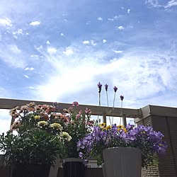 玄関/入り口/花のある暮らし/花の季節になりました‼︎/観葉植物/ガーデニング...などのインテリア実例 - 2017-05-04 10:04:33