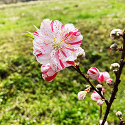 実家/花見/桜の花/花桃/田舎...などのインテリア実例 - 2021-04-02 10:38:09