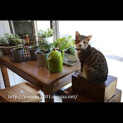ねこ部/猫のいる日常/猫と暮らす/グリーンのある暮らし/テーブル...などのインテリア実例 - 2017-05-16 11:21:17