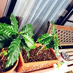 植物/観葉植物/喫煙所のインテリア実例 - 2014-08-04 09:15:58