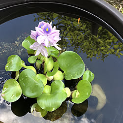 ベッド周り/小さな感動/癒されました♪/ホテイアオイの花♡/ホテイ草...などのインテリア実例 - 2018-07-27 11:09:39