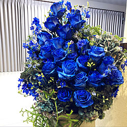 青い薔薇/青い花/花かご/塗り壁/白いフローリング...などのインテリア実例 - 2022-04-04 23:00:02