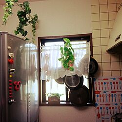キッチン/フライパン/緑ちゃん/冷蔵庫のインテリア実例 - 2015-12-07 07:29:14