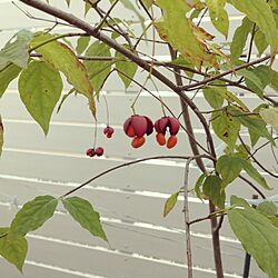 玄関/入り口/お庭/ツリバナがパッカーン♪/秋明菊月あかり/紫陽花墨田の花火の葉っぱだけ^^;...などのインテリア実例 - 2023-10-11 09:10:17