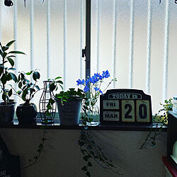 窓辺の花/窓辺/青い花/デリュフィニウム/花瓶...などのインテリア実例 - 2020-03-20 17:43:54