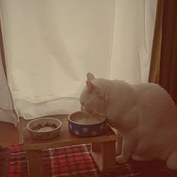 部屋全体/猫のインテリア実例 - 2013-12-09 10:52:14