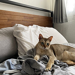 ベッド周り/1LDK 1人暮らし/猫との暮らし/寝室のインテリア実例 - 2023-08-19 13:12:38