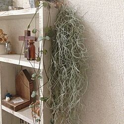 壁/天井/植物/手作り/飾り棚のインテリア実例 - 2013-10-15 15:09:41