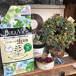 BotaNice/多肉植物/観葉植物/お花と多肉の混在/多肉植物寄せ植え...などのインテリア実例 - 2019-04-30 13:47:27