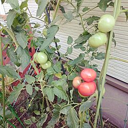 NO GREEN NO LIFE/庭/家庭菜園/トマトのインテリア実例 - 2016-07-11 07:57:46