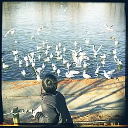 部屋全体/公園にて。/野鳥/NO CHILDREN NO LIFEのインテリア実例 - 2016-12-18 17:45:05