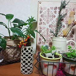 棚/植物/雑貨のインテリア実例 - 2013-12-09 21:55:51