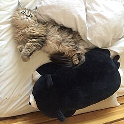 ベッド周り/抱き枕/ねこ/かりん/ペルシャ猫のインテリア実例 - 2016-05-12 18:08:44