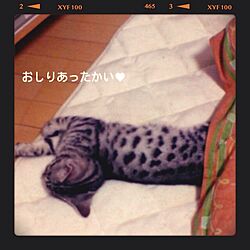 リビング/猫たん/ニトリのインテリア実例 - 2013-11-16 23:22:31
