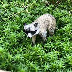 セダム畑/動物フィギュア/Schleich/シュライヒ/多肉植物のある暮らし...などのインテリア実例 - 2022-10-15 18:52:21