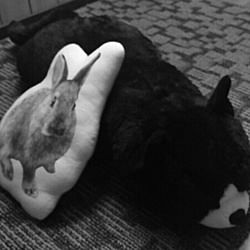 ベッド周り/ウサギは380円均一。ネコはネプリム。のインテリア実例 - 2016-03-27 17:58:37