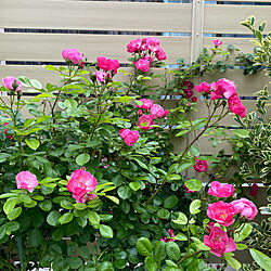 庭のバラ/花のある暮らし/庭の花/玄関/入り口のインテリア実例 - 2022-05-24 08:40:04