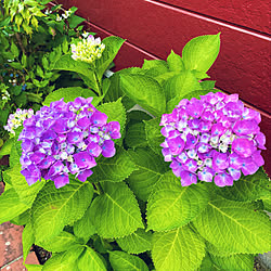 西安紫陽花/北玄関花壇/紫陽花/花のある暮らし/ハイドランジア...などのインテリア実例 - 2021-06-08 03:19:01