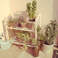 玄関/入り口/観葉植物/多肉植物/植物/DIY...などのインテリア実例 - 2014-08-17 00:21:24