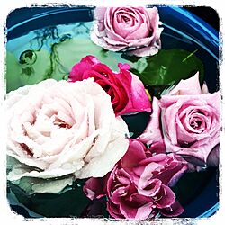 ローズガーデン/薔薇/ガーデン/花/ガーデニングのインテリア実例 - 2017-05-14 20:20:40