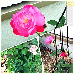 玄関/入り口/ガーデニング/薔薇のインテリア実例 - 2014-05-06 18:37:46