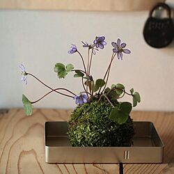 棚/無垢/雪割草/苔玉/植物...などのインテリア実例 - 2015-02-23 07:06:11