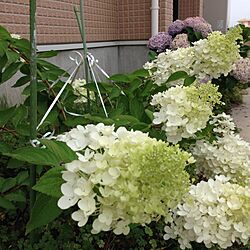 玄関/入り口/植物のインテリア実例 - 2014-07-17 21:01:00