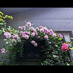玄関/入り口/ガーデニングが好き/京都/京町家に住む/植物と暮らす...などのインテリア実例 - 2023-05-13 09:51:34